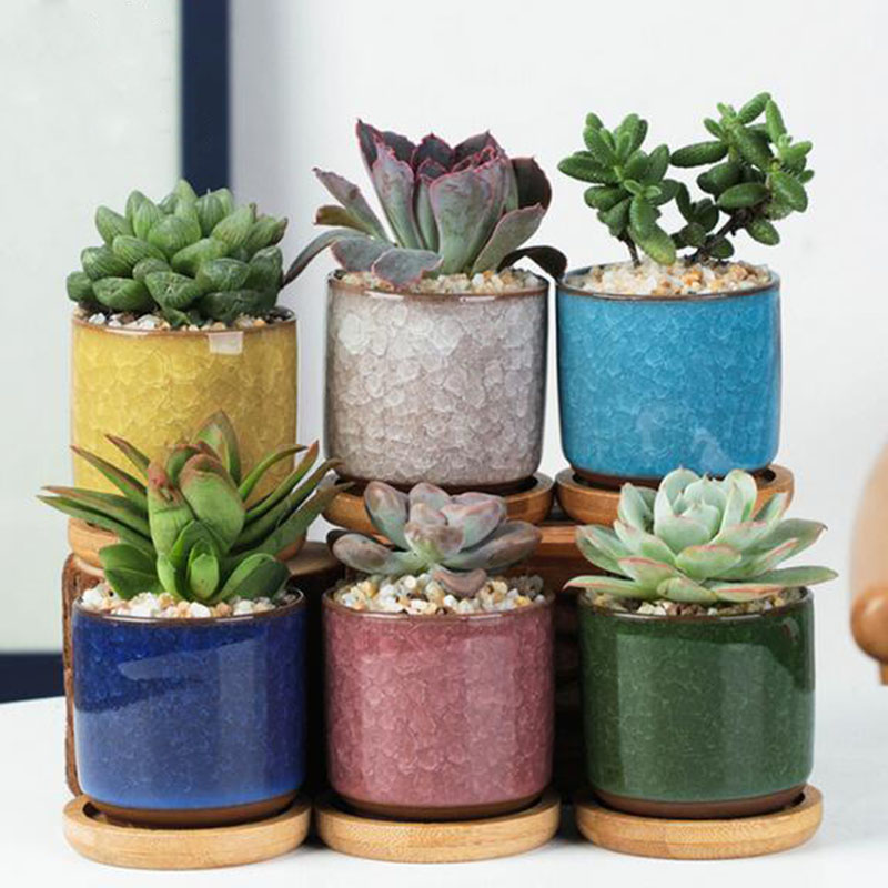 Echeveria Succulent - 6 Buah/Set Set Pot Bunga Keramik