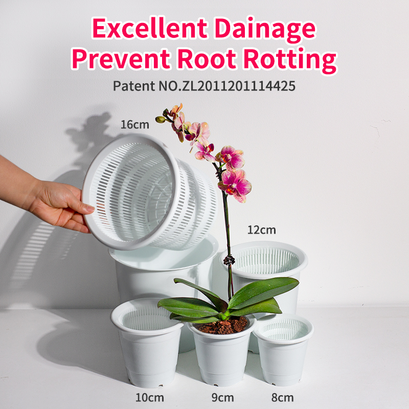 Echeveria Succulent - Pot Sukulen Pot Anggrek Dinding Ganda