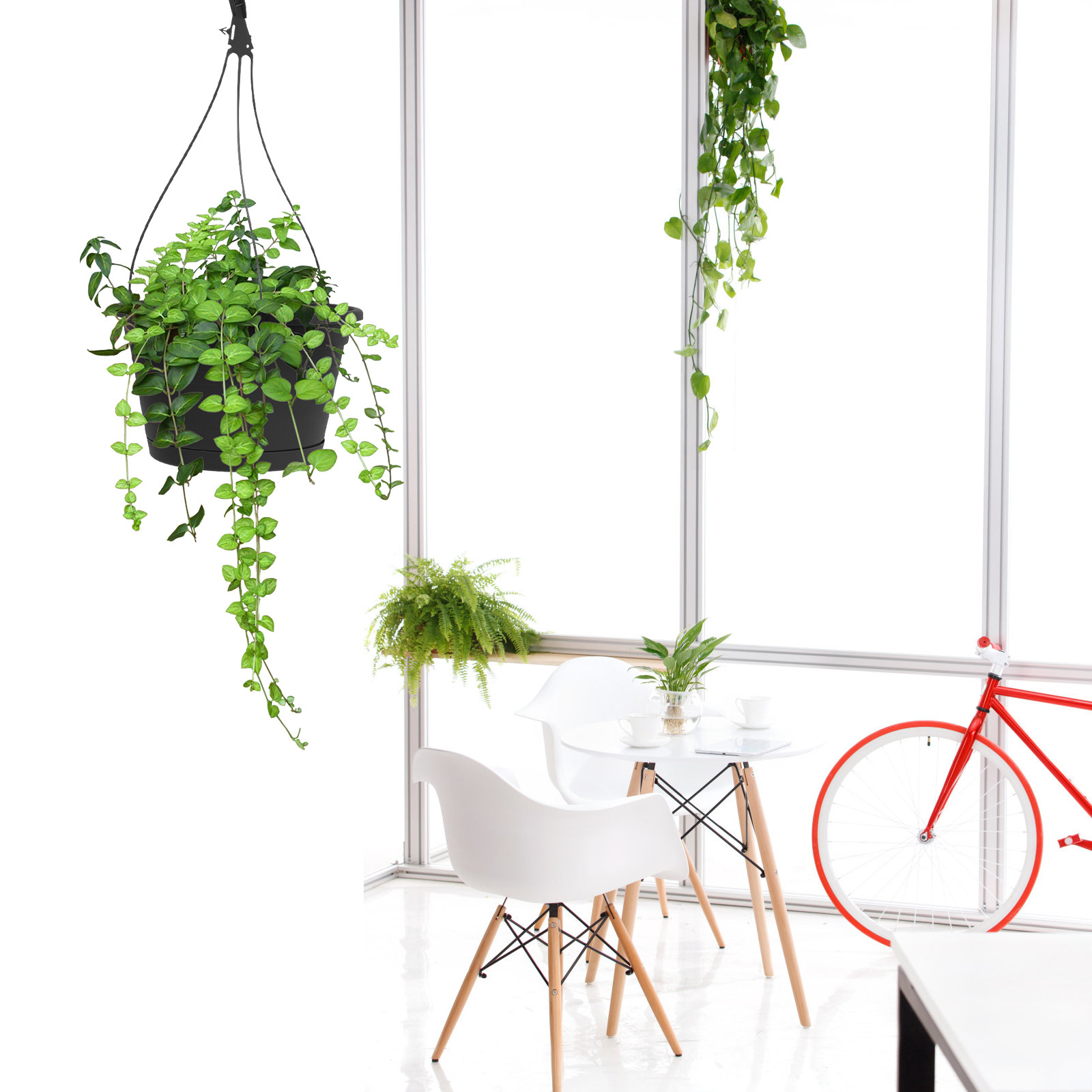 1 Buah Pot Tanaman Hias Gantun - Spider Plant Hanging ulasan dan harga