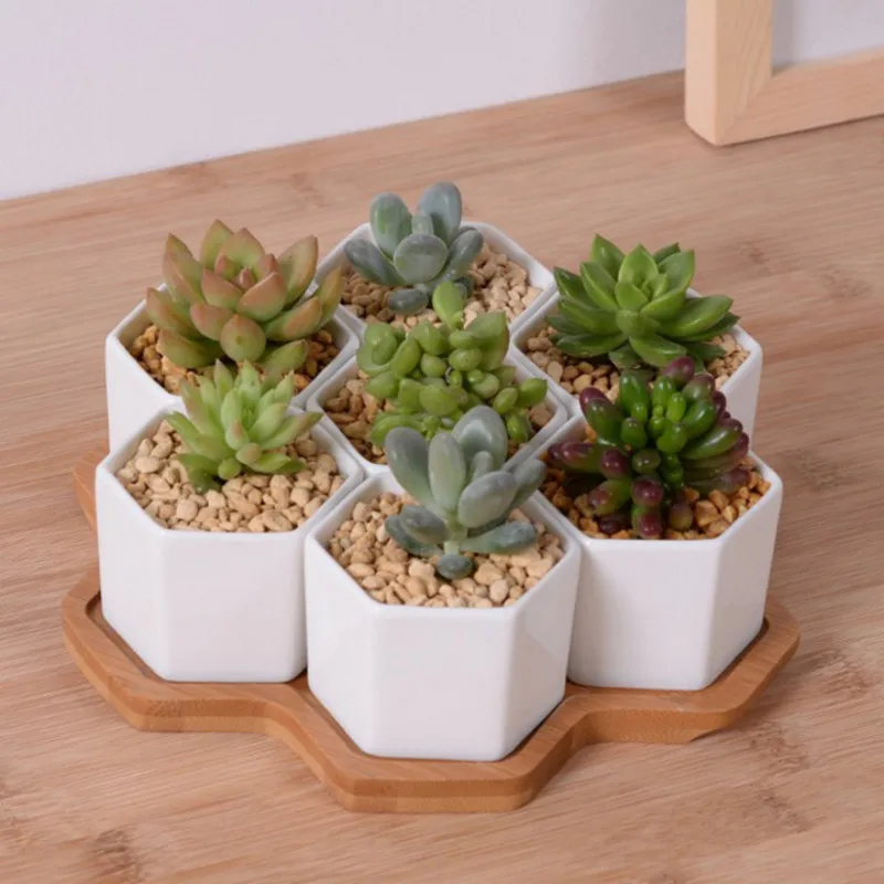 Set 4/7/9/10 Pot Bunga Segi En - Echeveria Succulent ulasan dan harga