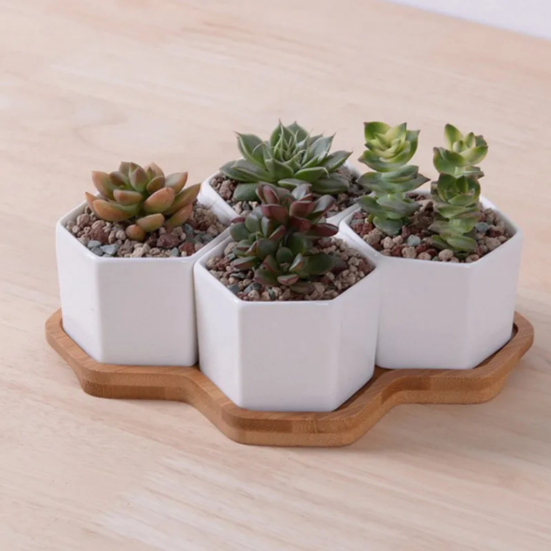 Set 4/7/9/10 Pot Bunga Segi En - Echeveria Succulent ulasan dan harga