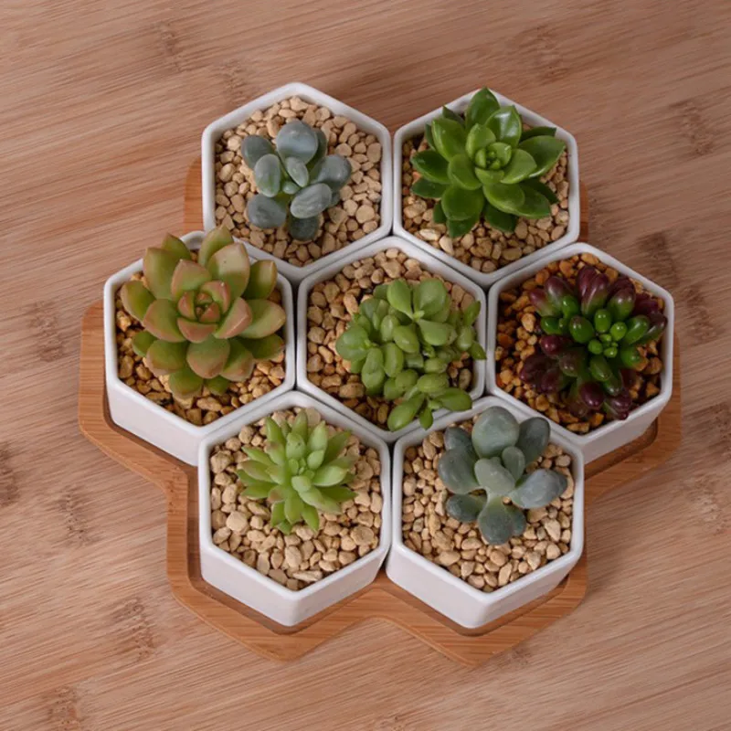 Set 4/7/9/10 Pot Bunga Segi En - Echeveria Succulent ulasan dan harga