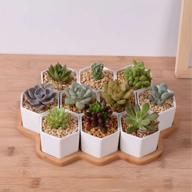 Set 4/7/9/10 Pot Bunga Segi En - Echeveria Succulent ulasan dan harga